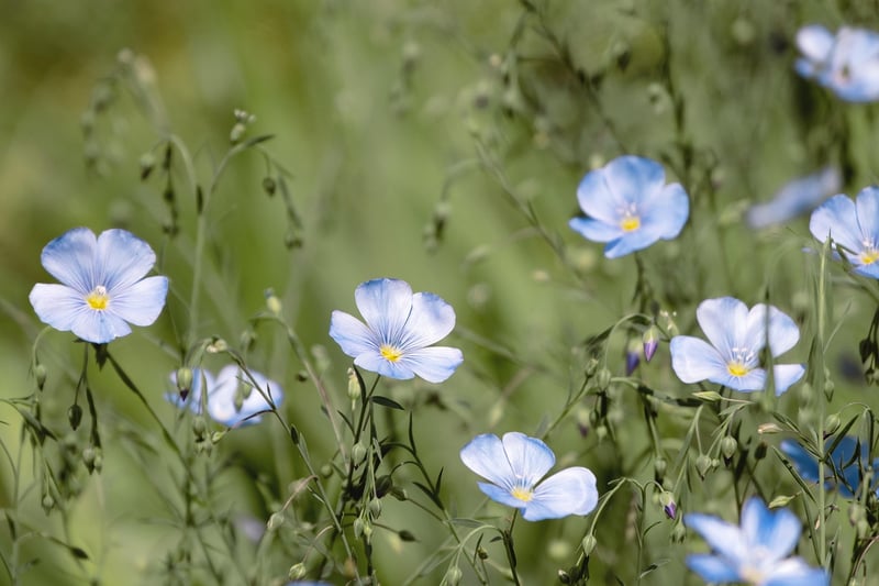 Magical blooms